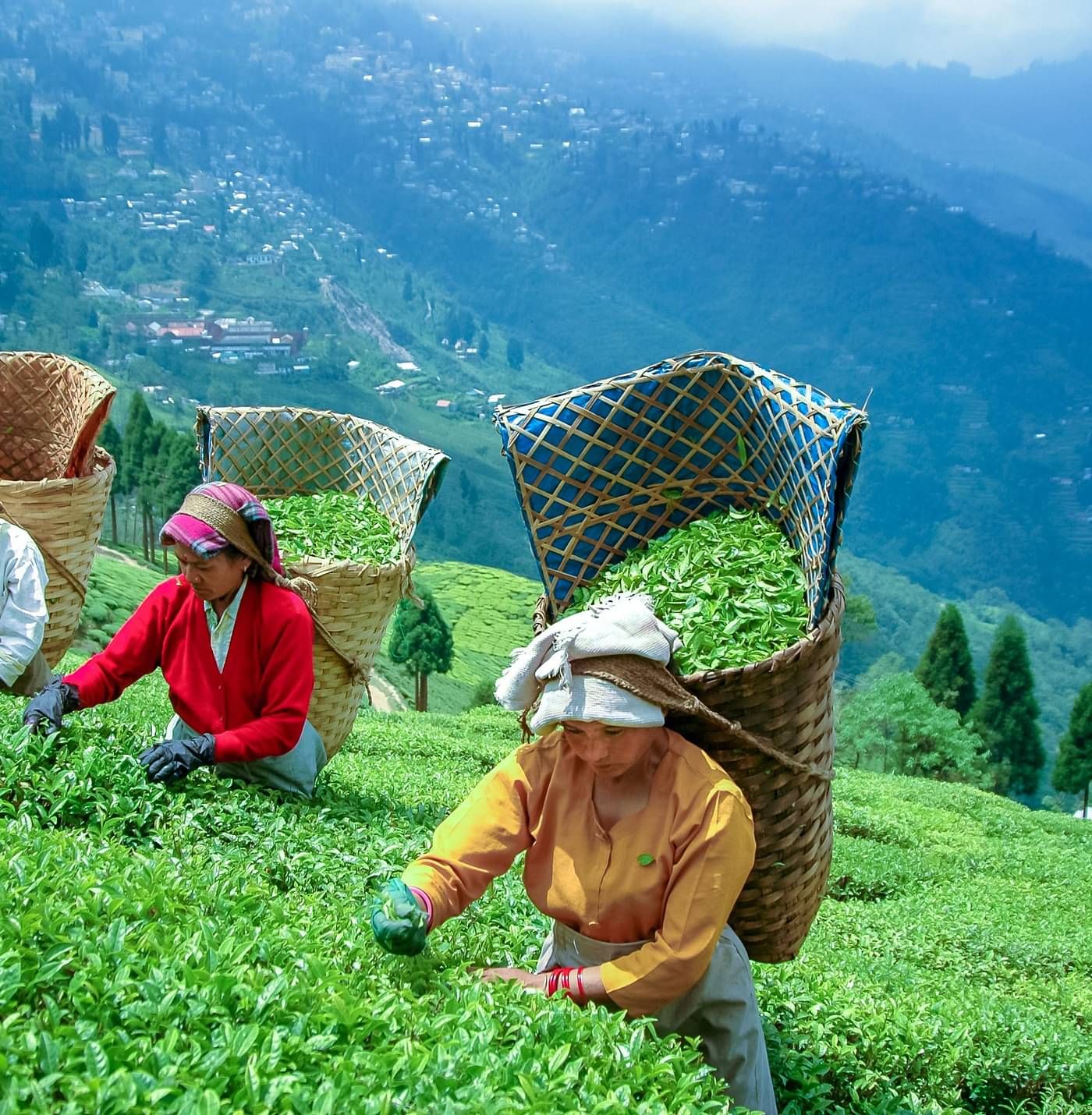 tea plantation workers in darjeeling
