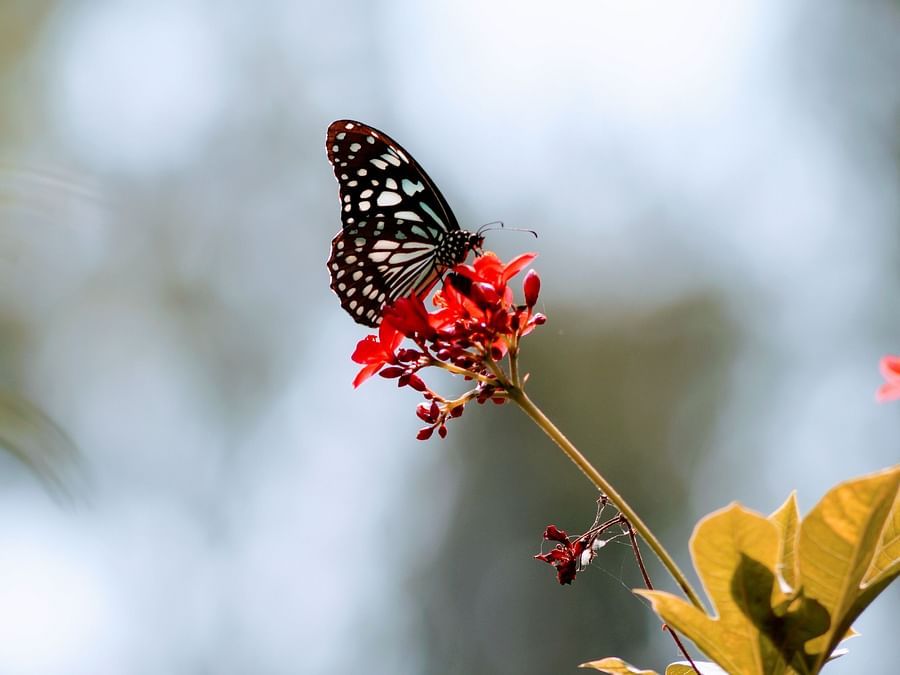 a butterfly sitting on a flower  - Ibex River Resort, Pollachi
