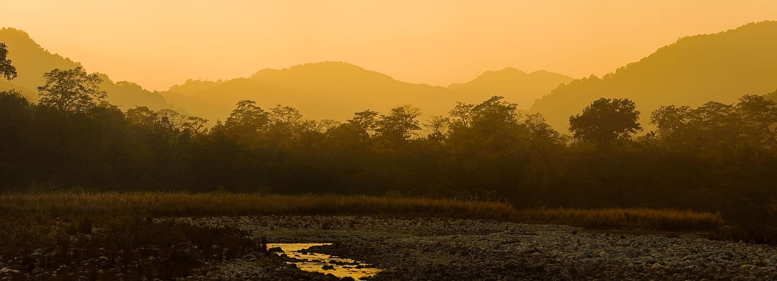 a view of a forest with a fog turned yellow by sunlight - The Jamoon, Corbett