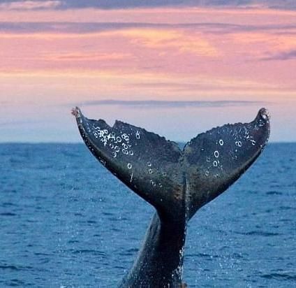 A whale's tail splashes back into the water, framed by a pink-filled sky in the background - Brewery Gulch Inn & Spa