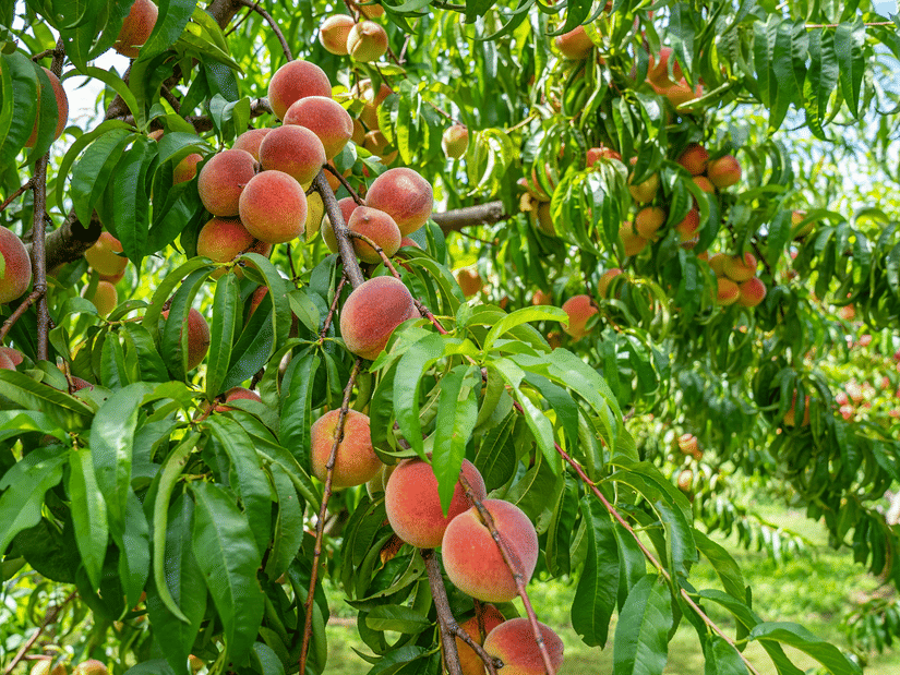 A close up of ripe peaches in an orchard.