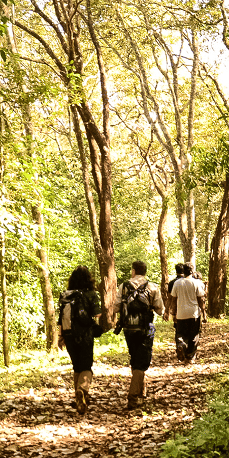 Nature Walk at The Golden tusk