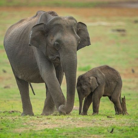 Elephant mother and calf in Nagarhole National Park