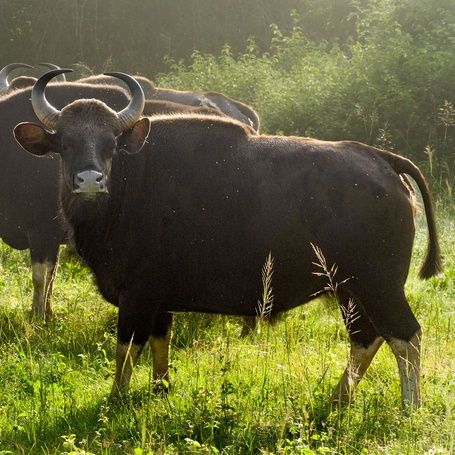 Two Indian Bisons (Gaurs) in a grassy field.