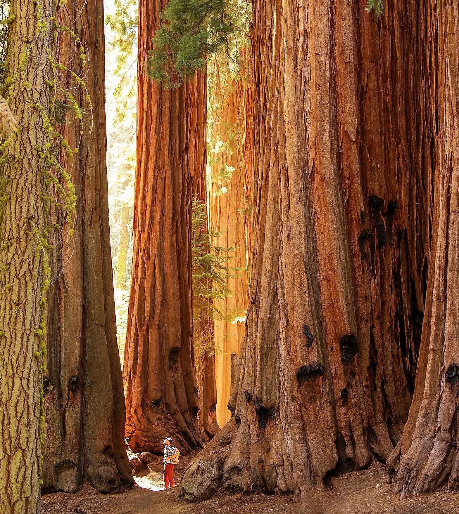A close up shot of trunks of Great Sequoias during the day - Narrow Gauge Inn - A Serenite Hotel Near Fish Camp.