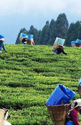 plantation workers at happy valley tea estate
