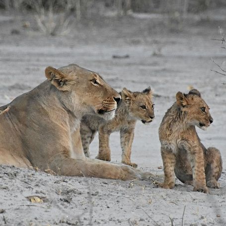 lioness and cubs
