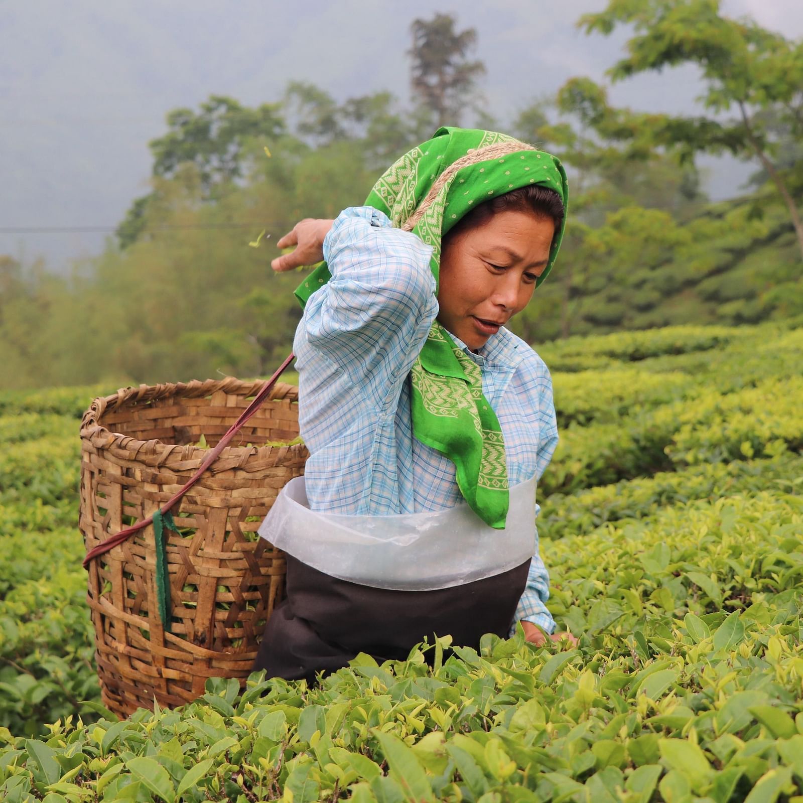 A lady is collecting tea leaves from the field, carrying a basket on her back