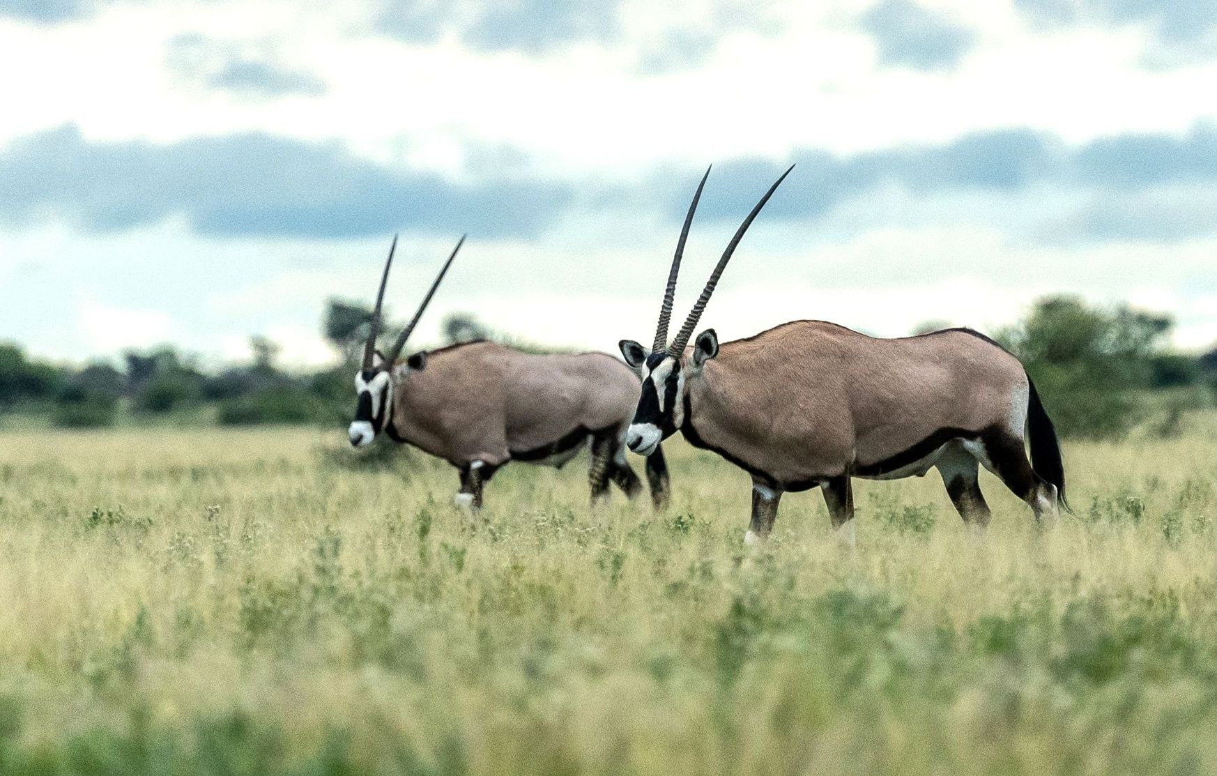 Two oryxes with long horns stand in a grassy field.