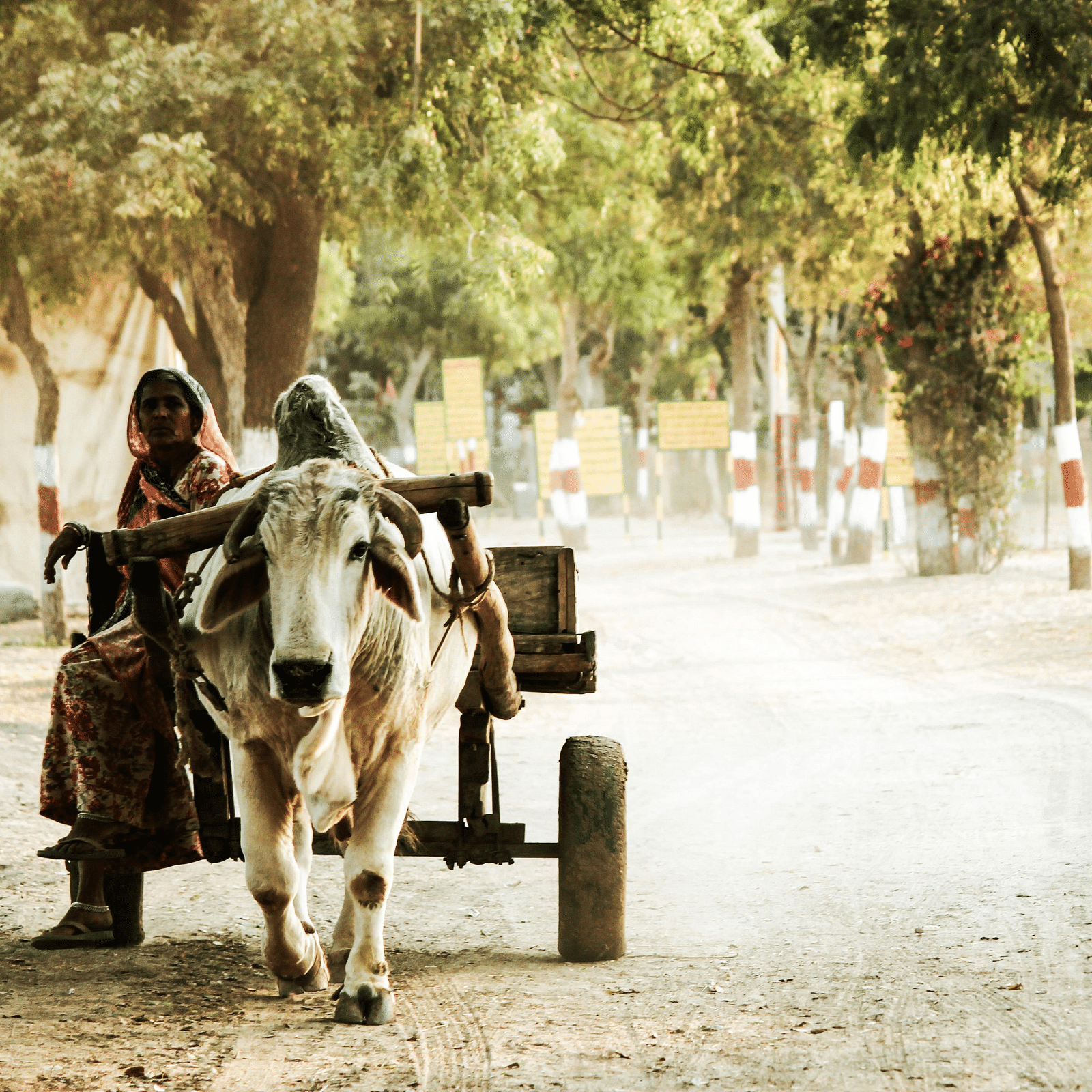 bullockcart rides