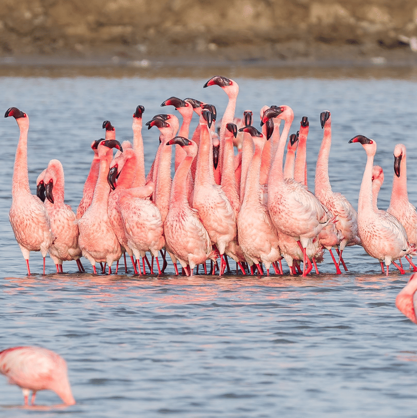 A flock of flamingos at the Khijadiya Bird Santuary, a major Jamnagar attactions.