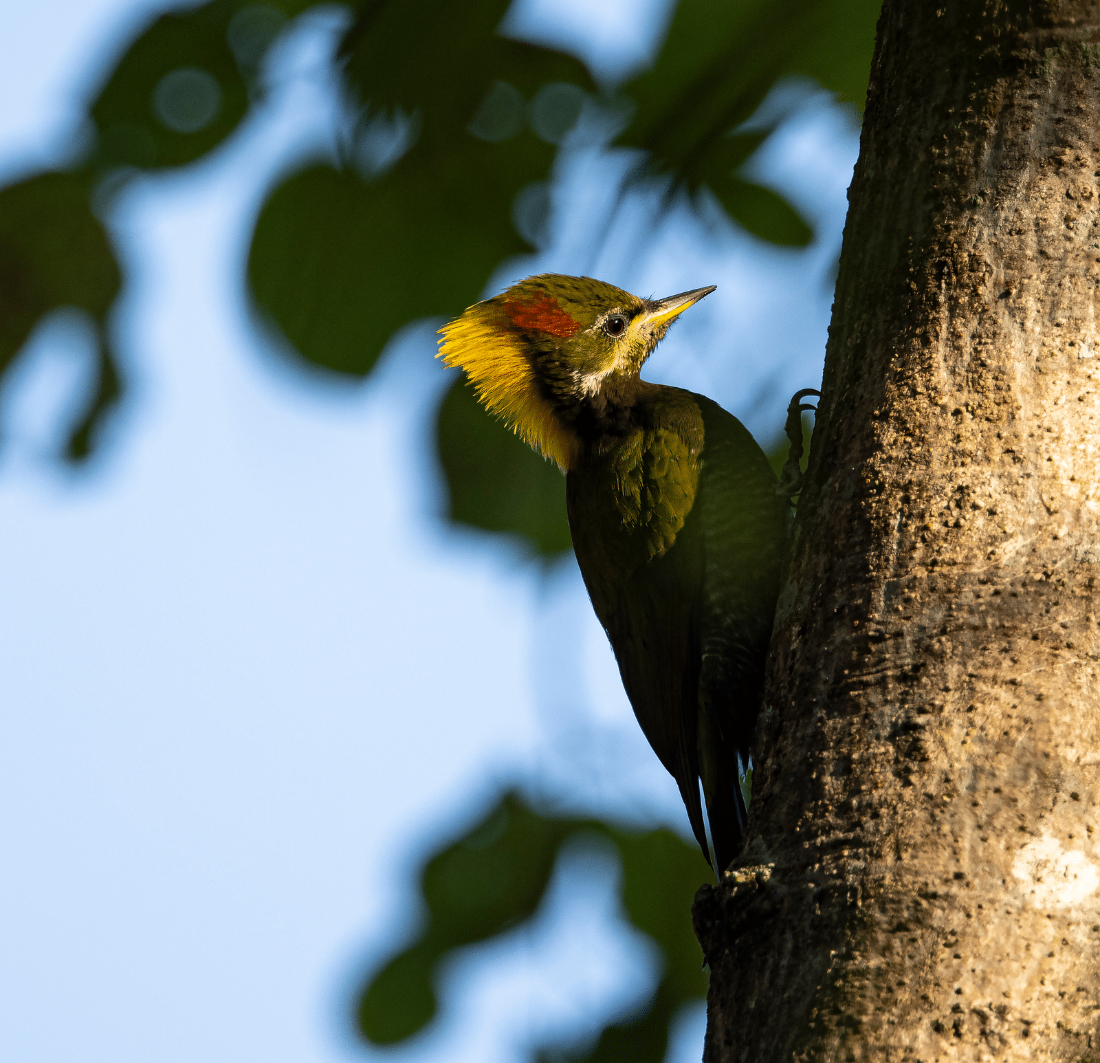 Bird perched on a tree branch.