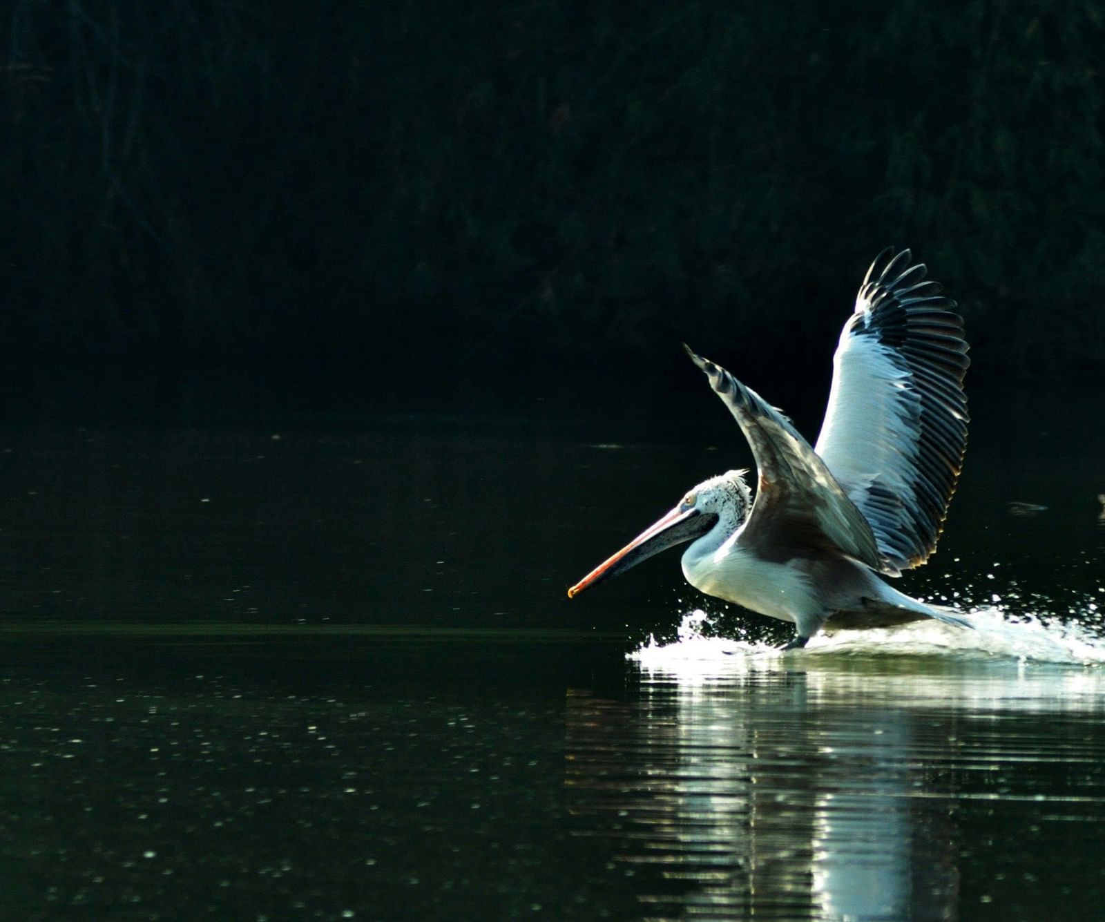 a stork diving into the water at rangantittu bird sanctuary