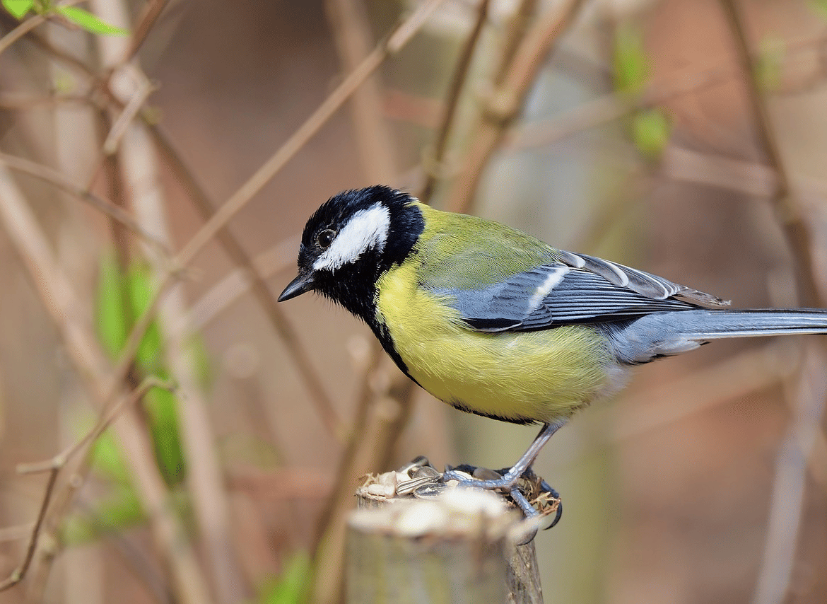 A small bird perched on a stump, eating food.