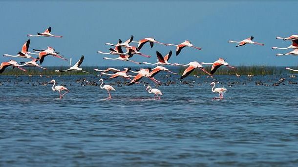 chilika