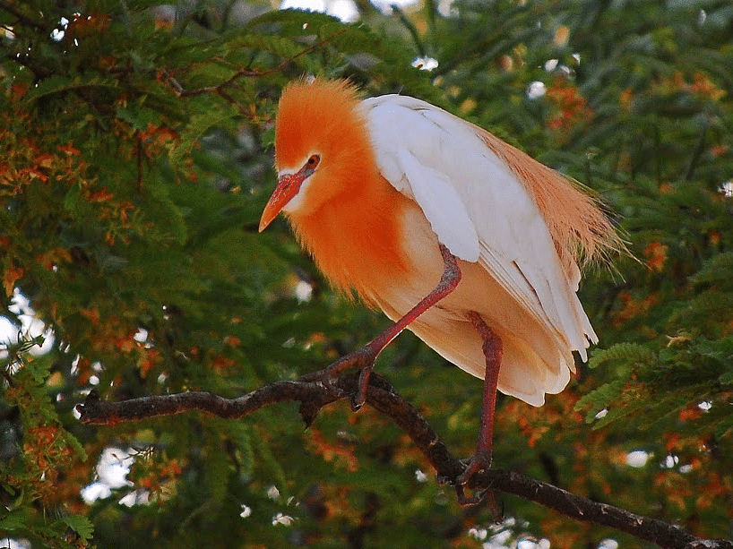 A close picture of  cattle egret perching on a small branch with the tree in background