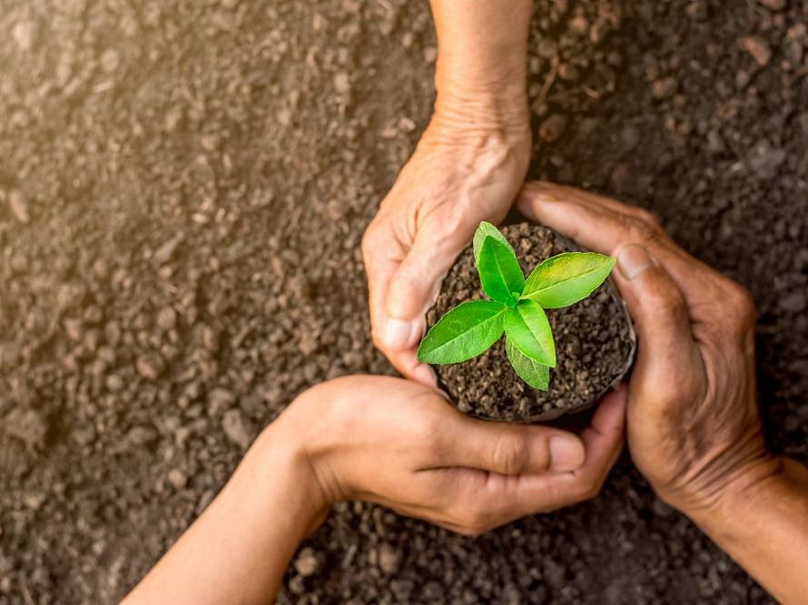 A picture of three hands holding a small sapling in the soil.