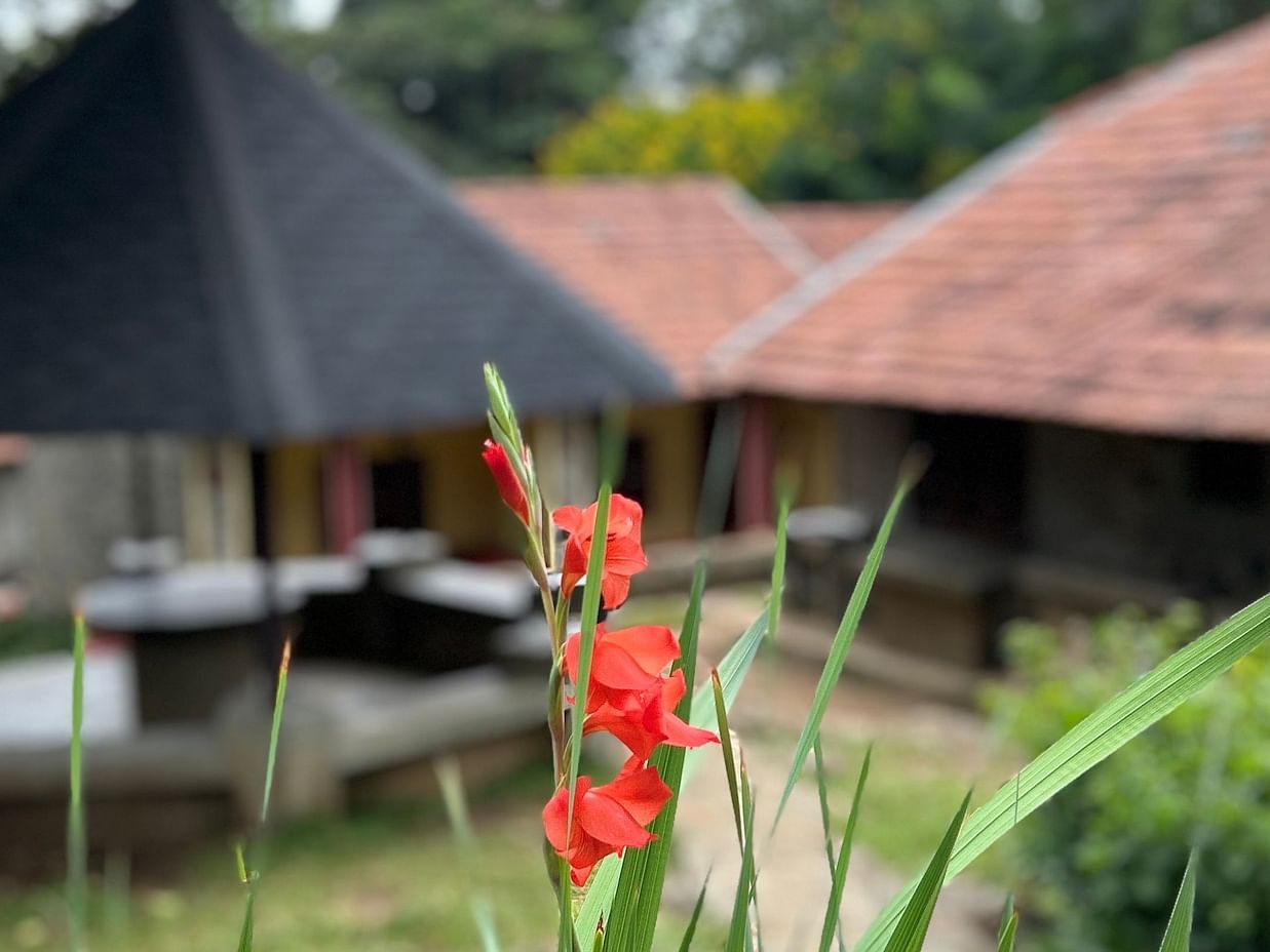 Flower Blur
