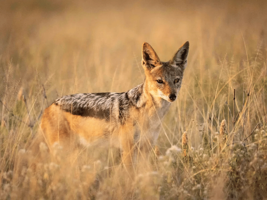 JACKAL-1