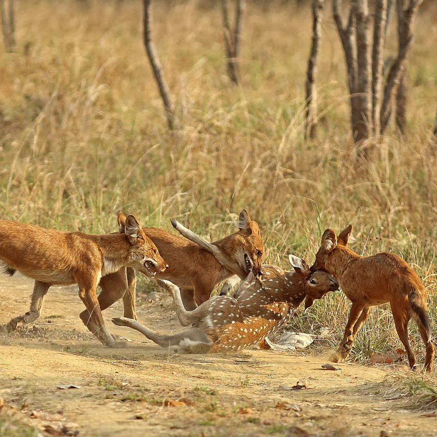 alt-text 4X4 Game Drive 1, Wild Dogs at Satpura National Park, Wildlife Safari at Satpura National Park, Wildlife Sanctuary close to our resort in Satpura, Drive through the Satpura National Park, Satpura Resort, Jungle resorts in Madhya Pradesh, Forest resorts in 