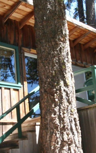 A rustic cabin with weathered wood siding and a trimmed window nestled amongst tall trees. - Kit Carson Lodge & Restaurant 
