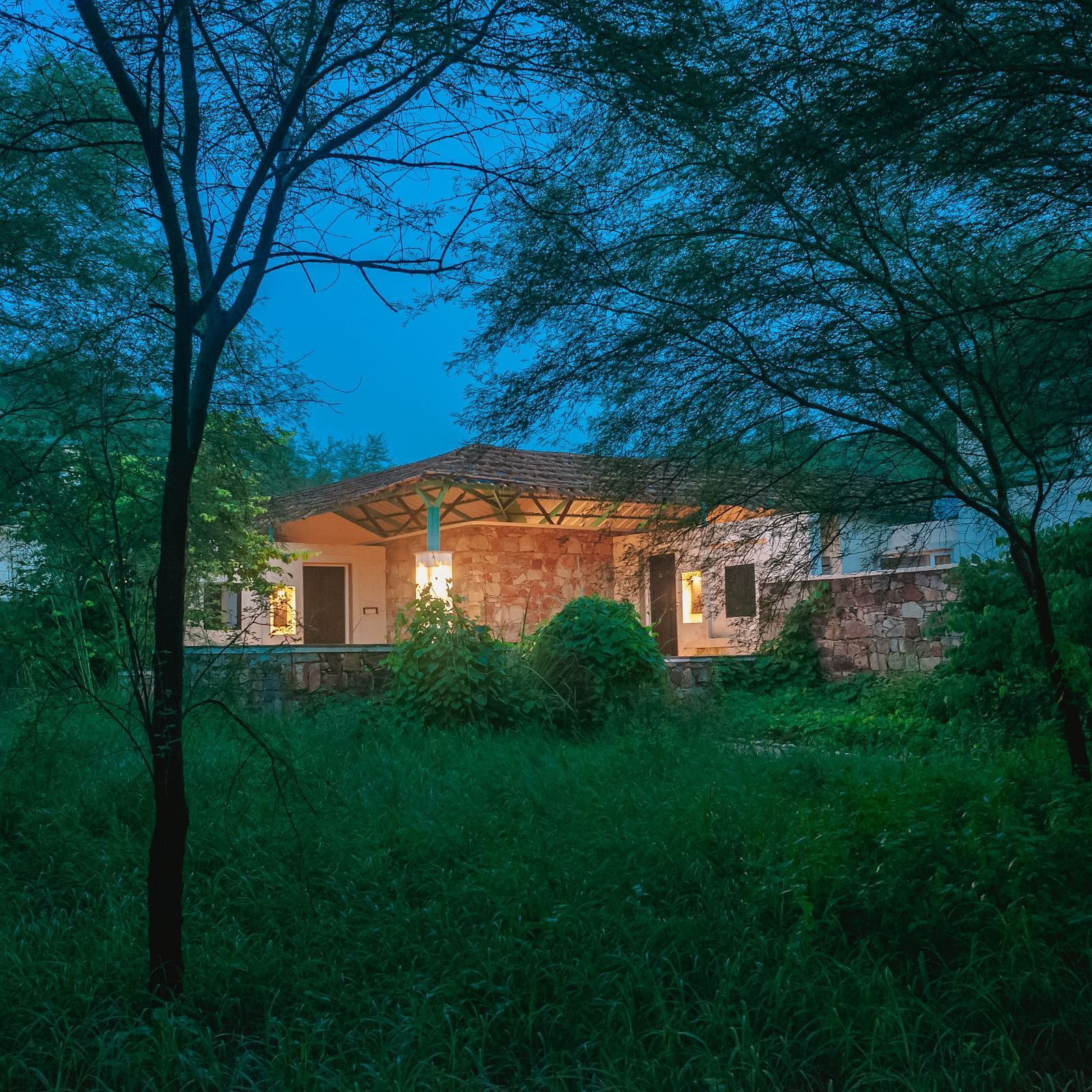 NIght Sky images of the Facade, Trees N Tigers, Sariska