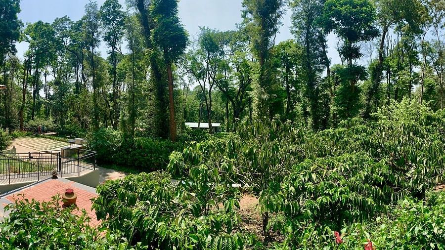 Machaan Nagarhole