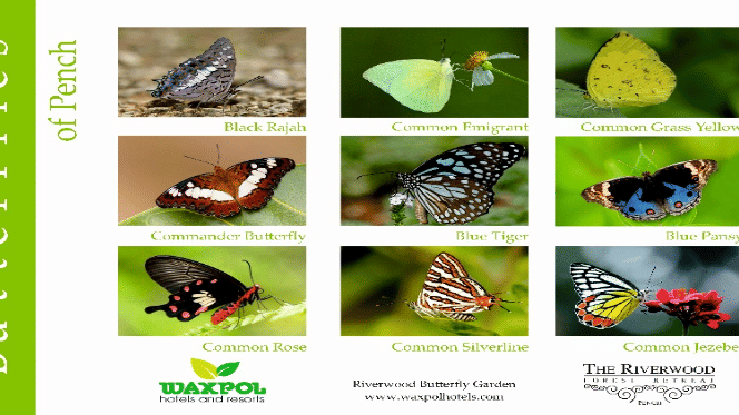 A collage images of butterflies