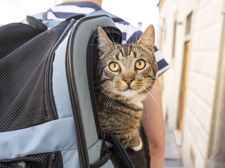 A curious cat peeking out from a pet carrier, showcasing a travel-friendly setup for pets.