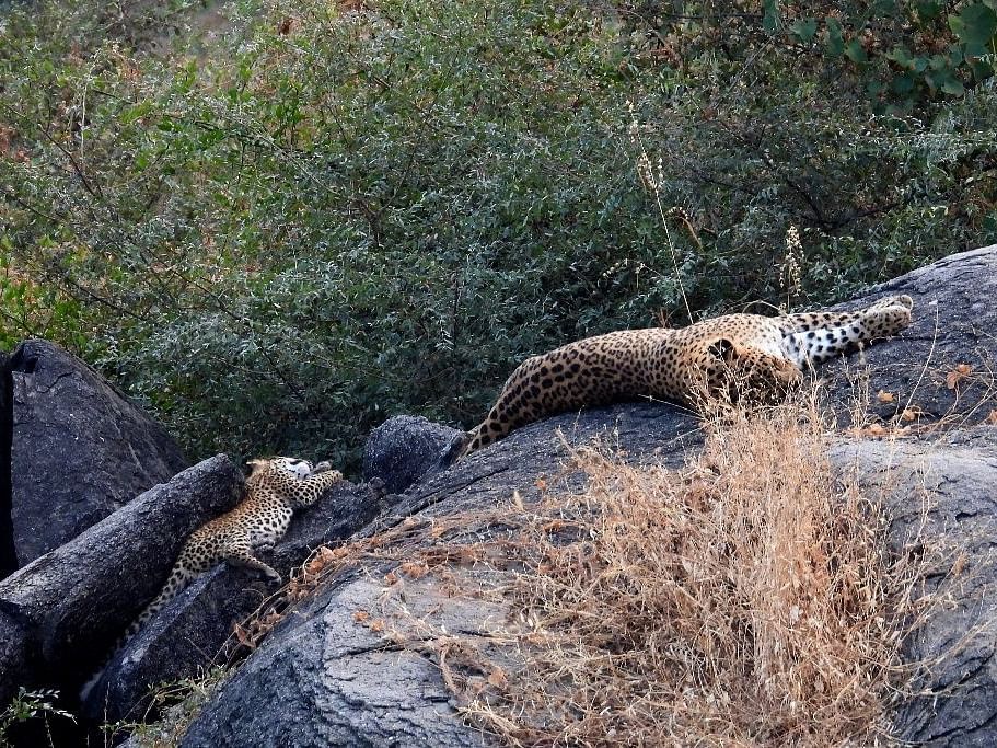 Leopard resting on a rocky surface, partially hidden by foliage, blending in.