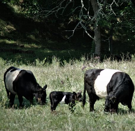 Cows grazing in a grassy field with trees in the background.