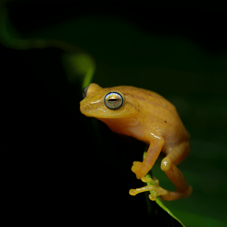 raorchestes-luteolu-santosh-saligram