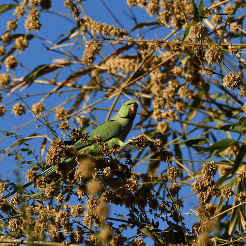 Two Parrot perched on branches with small brown buds against a blue sky.