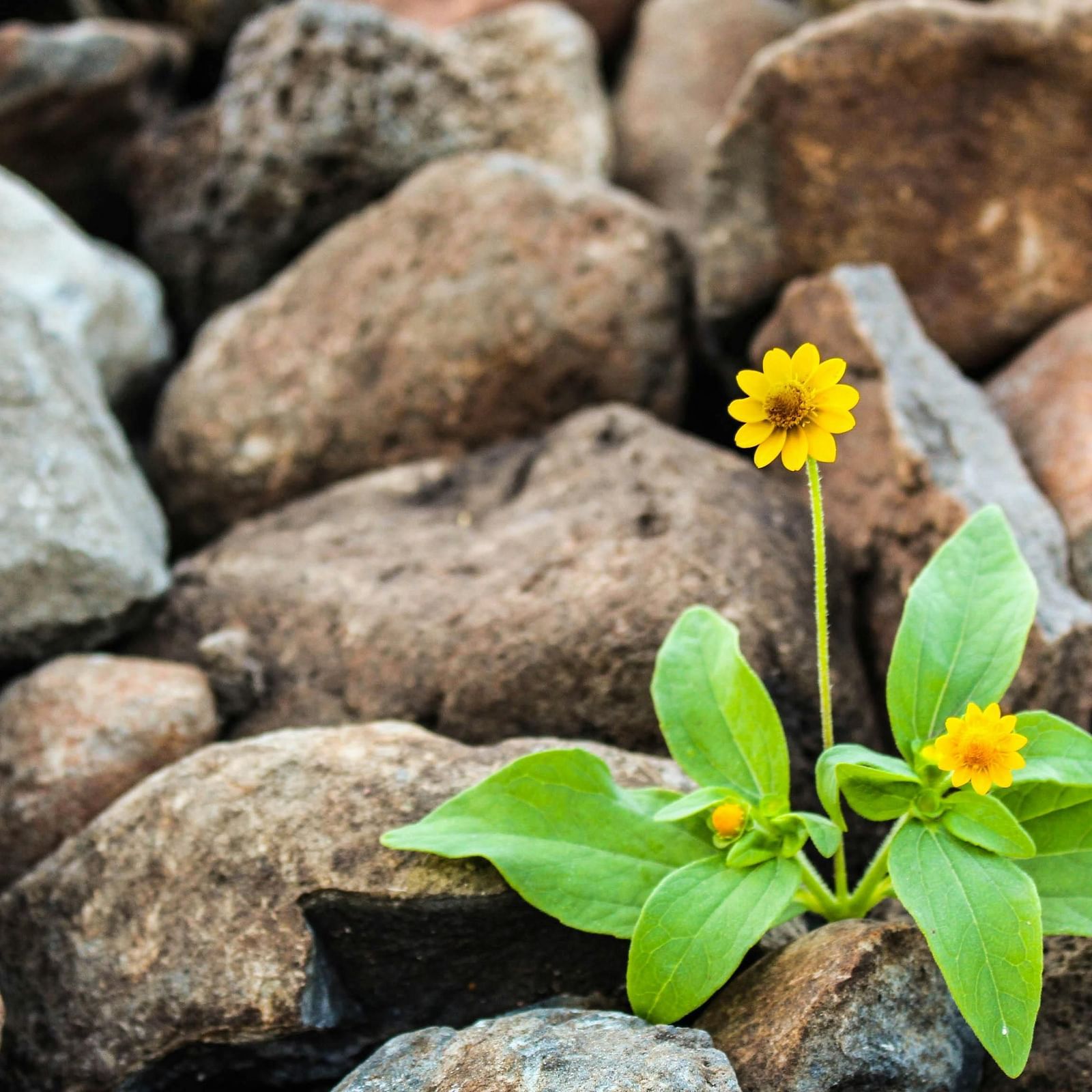 Two yellow Melampodium flowers surrounded by rocks.