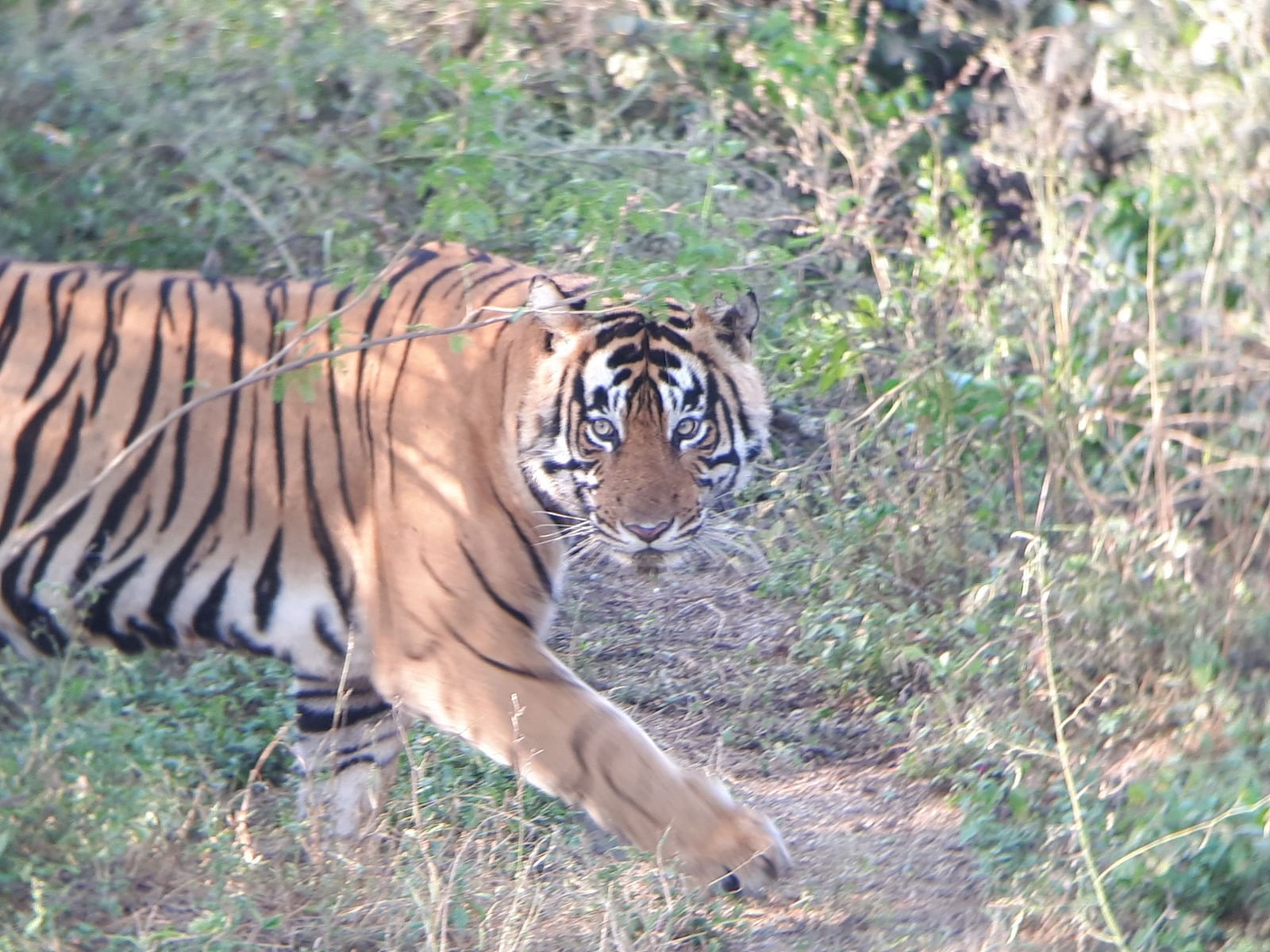 An image of a tiger tiptoeing in a jungle with vegetation around.