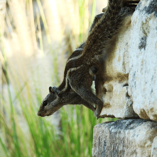 Indian palm squirrel vertically to a stone wall, its head tilted downward in a hunting stance.