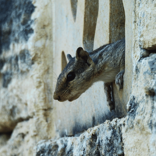 Indian palm squirrel peeking curiously out of a small gap in an old stone wall.