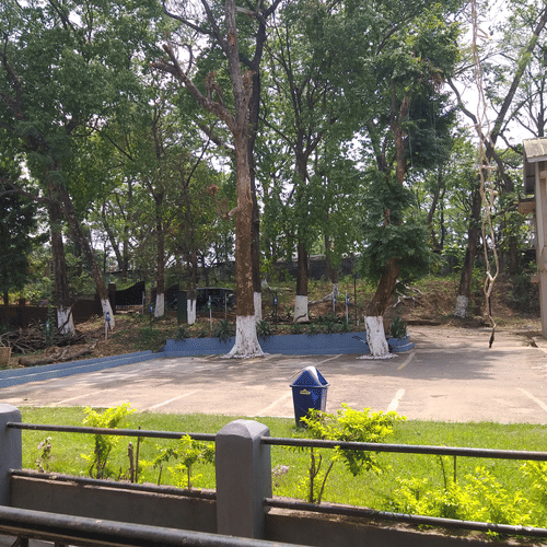 An outdoor view showing a parking lot framed by white-painted trees and lush greenery.