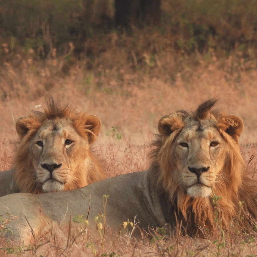 Two adult male Asiatic lions resting in dry grassland with trees in the background, showcasing wildlife in its natural habitat.