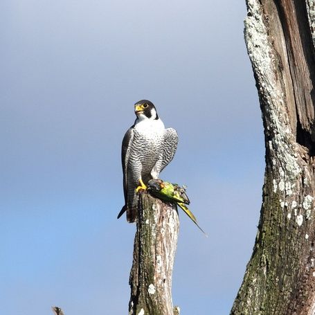 Peregrine Falcon with prey, Kabini reservoir
