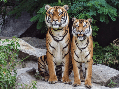 two tigers sitting and looking at the camera in Bandipur National Park.