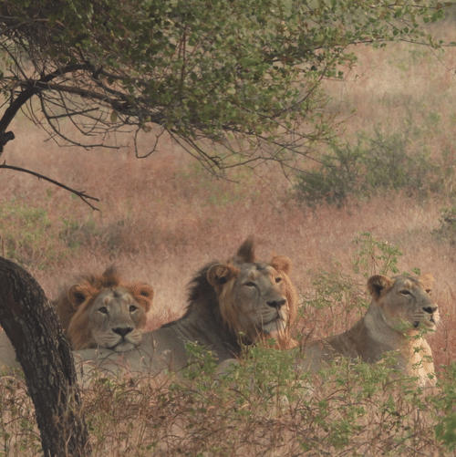 Two lions and a lioness sitting next to a tree in the wild and looking in the same direction