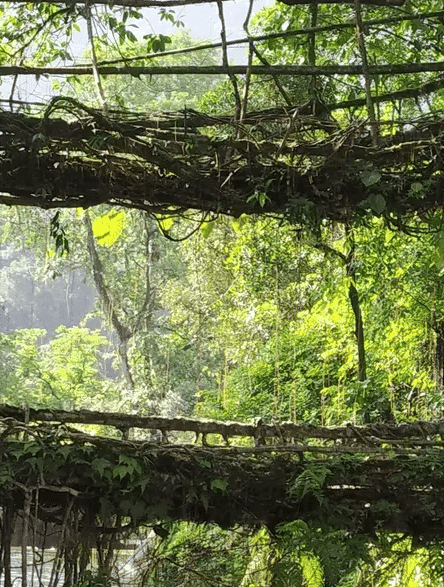 A forest area with thick and long tree branches.