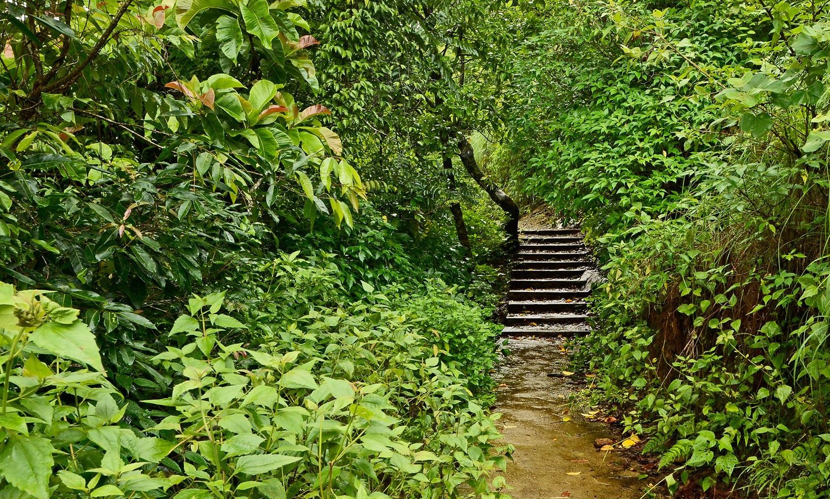 Lush green Coorg forest path with stairs leading upwards.