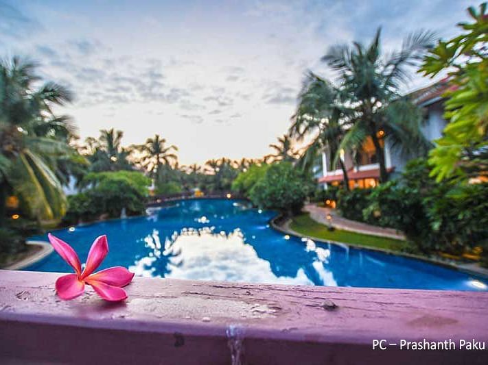 A beautiful view of a pink flower with swimming pool in the background surrounded by coconut trees.