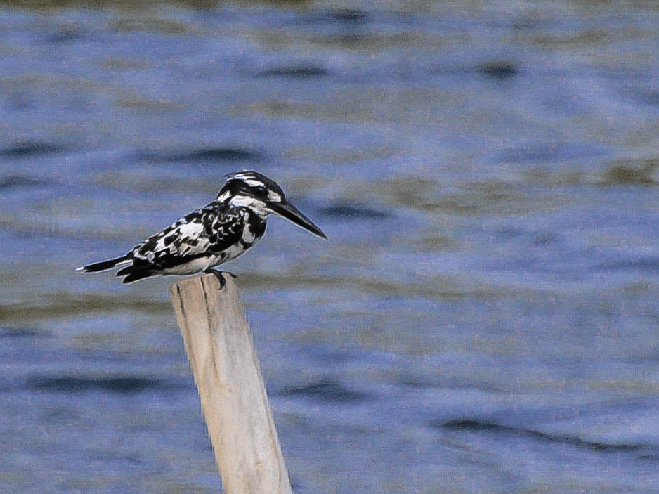 A picture featuring a pied kingfisher resting on a stick, and a water body in the background, captured in the day time