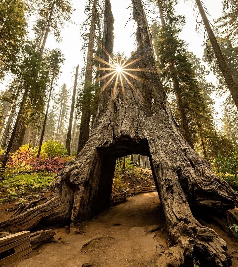 A route made by cutting through a wide tree trunk in a forest.