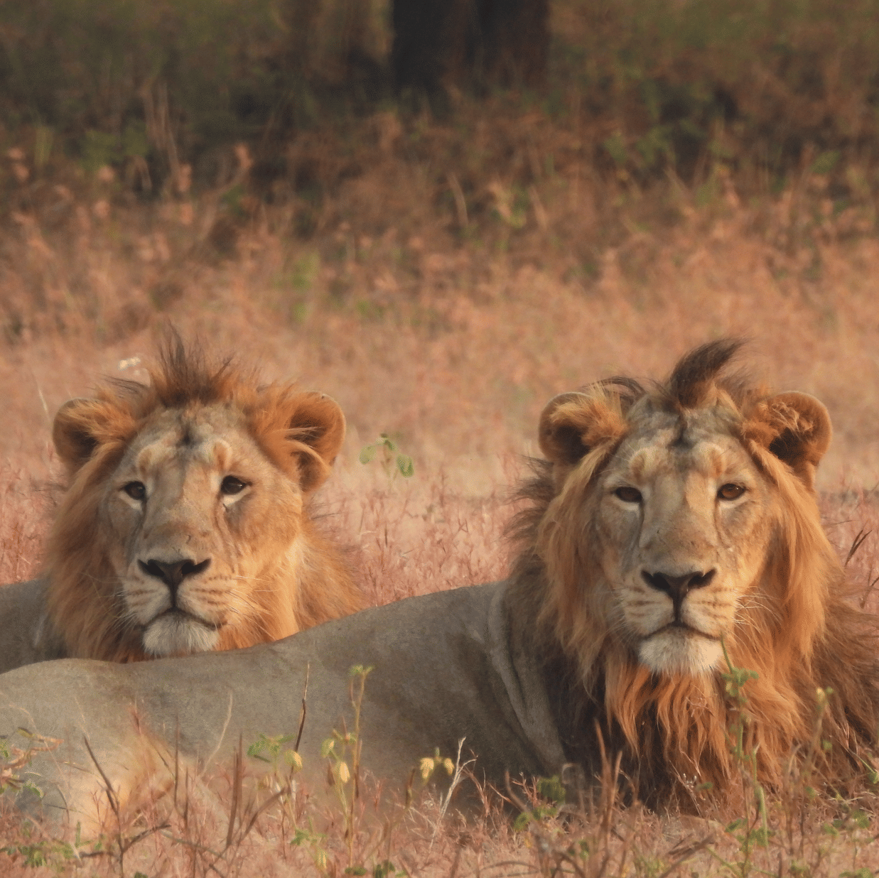 Two adult male Asiatic lions resting in dry grassland with trees in the background, showcasing wildlife in its natural habitat.