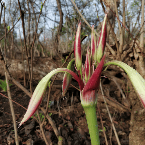 Blossomed Lily Crinum Latifolium topped with dew drops