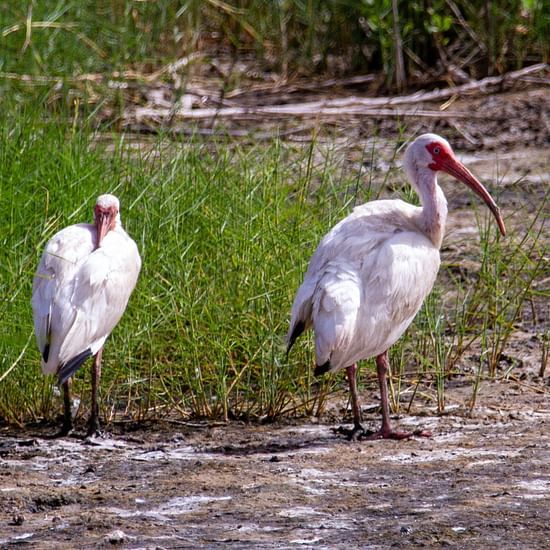 Two White Ibis standing in the marsh with tall green grass behind them
